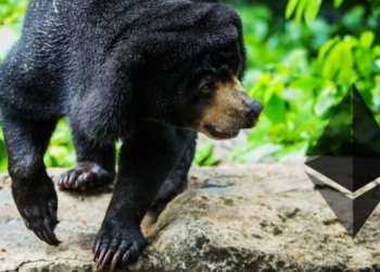 Ethereum Fiyat Analizi: ETH Bir Gecede %10 Düştü Ama Düzeltme Bitti mi?