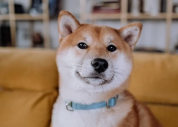 BNB Balinası, 99 Milyar Shiba Inu (SHIB) Satın Aldı.