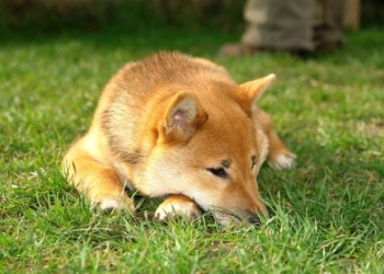Shiba Inu (SHIB) Popülaritesini Kaybediyor! Veriler En Düşük Seviyeye Ulaştı.