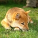 Shiba Inu (SHIB) Popülaritesini Kaybediyor! Veriler En Düşük Seviyeye Ulaştı.
