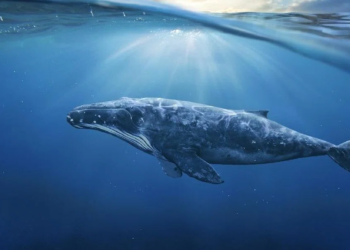 Altcoin Balinaları Düşüşlerde Bu Coinleri Biriktiriyor.