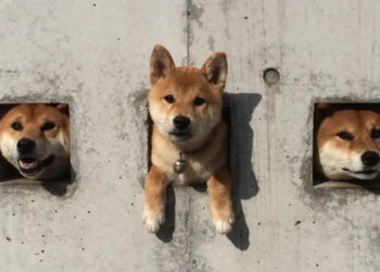 10 Aralık SHIB, DOGE ve FLOKI Fiyat Analizi!