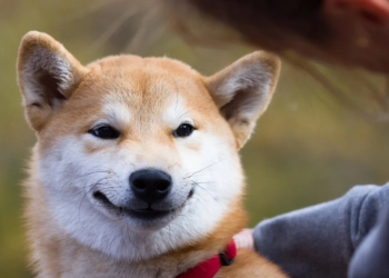 Son 5 Günde Milyonlarca Shiba Inu (SHIB) Yakıldı