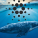 Cardano (ADA) Balina Sayısında Artış Başladı