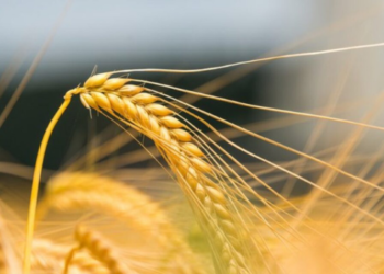 Rusyadan Kritik İhracat Yasakları