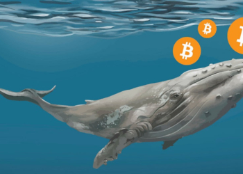 ​Bitcoin Balina Sayısı Artıyor!  