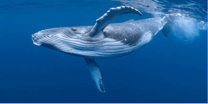 ethereum balinaları