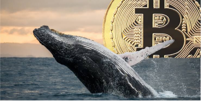 bitcoin balinaları