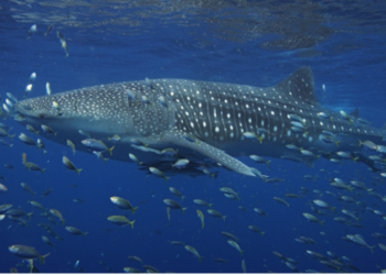 Dogecoin (DOGE) için Balina Etkinliği Rekor Kırıyor!