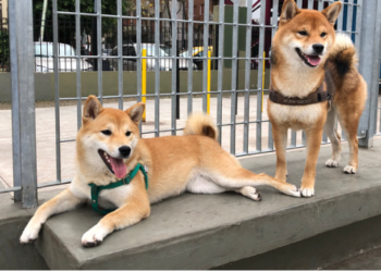 Shiba Inu Yakımlarına Devam Ederken, Balina İşlemleri %508 Artış Yaşadı! 