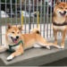 Shiba Inu Yakımlarına Devam Ederken, Balina İşlemleri %508 Artış Yaşadı! 