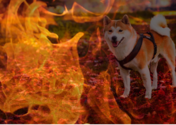 Shiba Inu (SHIB) Yakım Platformu Başlatıldı!