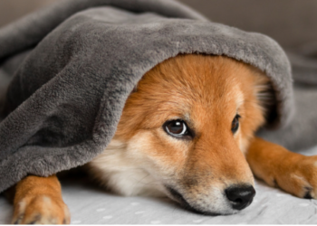 Dev Balina Yeniden SHIB Aldı! Balinalar Neden Shiba Inu Alıyor? 