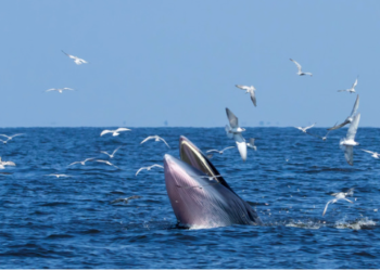 Bitcoin 40.000 Doların Altına Düşerken Balinalar Binlerce BTC Taşıdı! 