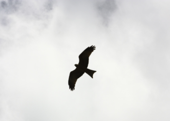 nexo token kripto altcoin