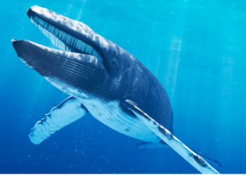 Balinalar Düşüşlere Rağmen Shiba Inu’den Vazgeçmiyor!