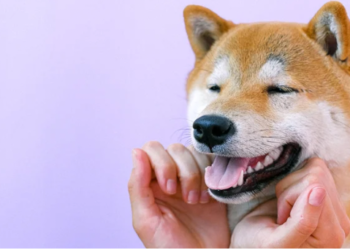 Shiba Inu (SHIB) 5 Aydır Yapamadığını Sonunda Yaptı! Sırada Ne Var? 