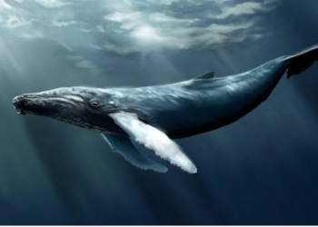 Balinalar 7 Ay sonra Yeniden Bu Altcoine Döndü! 