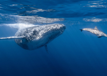 Kripto Para Balinaları, USDC Almak İçin USDT Satıyor!