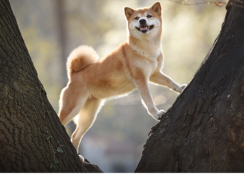 Shiba Inu Gelişmeleri; Stablecoin SHI Tamamlanmak Üzere!