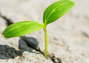 Terra LUNA Binance Listelemesi ile hayata döndü