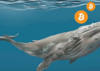 Balina Cüzdanı Hareketlendi! En Büyük Üçüncü Bitcoin Balinası Alımlara Başladı!