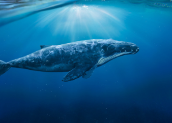 Balina, 5 Altcoin’den Toplam 600 Milyon Dolarlık Alım Yaptı! 