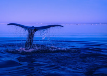 Polygon (MATIC) Balinaların Gözdesi Haline Geldi!