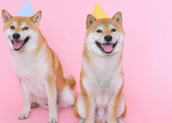 Dogecoin DOGE Shiba SHIB