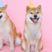 Dogecoin DOGE Shiba SHIB