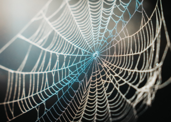 Bitcoin BTC boğa tuzağı