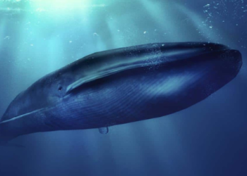 Bitcoin BTC balinası toplamaya başladı