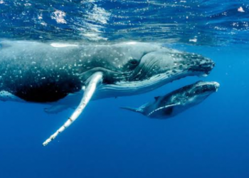 Dev Ethereum Balinası Alımlarına Devam Ediyor, Yeni Eklemeler Yaptı.