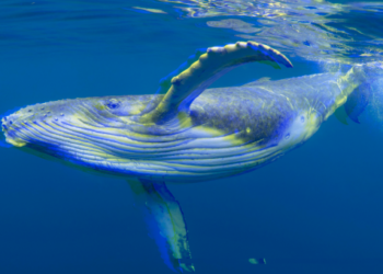 Bitcoin Balina hareketleri