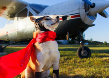 Dogecoin Shina Inu SHIB kripto