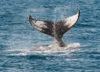 Bitcoin Balinası, Yaklaşık 5.000 BTC Satın Aldı