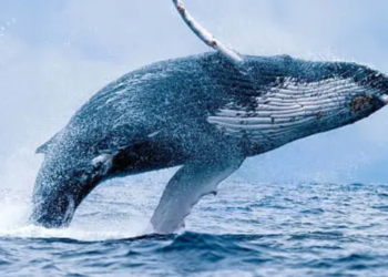 Dördüncü En Büyük Balina Fiyat Düşüsünü Değerlendirdi; Destekte Alım Yaptı