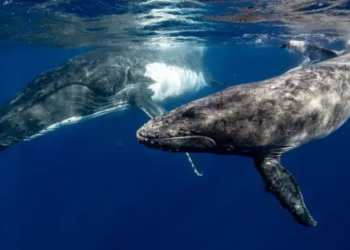 Balinalar Hangi Borsa Tokenlerini Satıyor? Hangilerini Biriktiriyor?