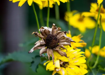 Algorand Bu Seviyeye Ulaşmazsa Ölebilir, Peki Neden?