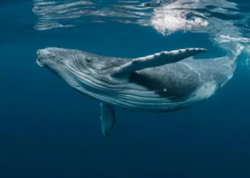 Santiment Raporu; Balinalar İş Başında