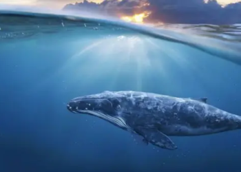 Elon Musk İşaret Etti, Balinalar Dogecoin’e Yöneldi