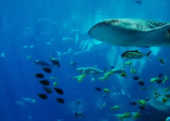 2022 Sona Ererken Balinalar, Bu Altcoinler İçin Birikim Modunda