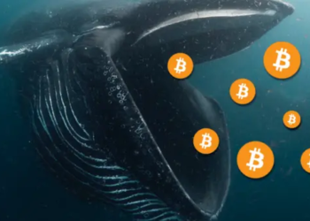 Kripto Balinaları Sadece Dokuz Günde İşte Bu Kadar BTC Topladı