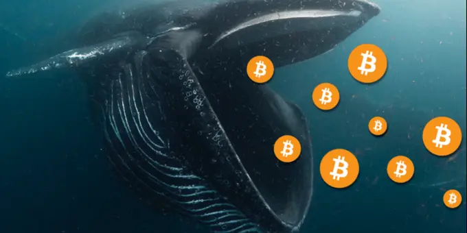Kripto Balinaları Sadece Dokuz Günde İşte Bu Kadar BTC Topladı