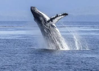 Santiment: ADA Fiyat Artışı, Balina Adres Sayısına Yaradı! 
