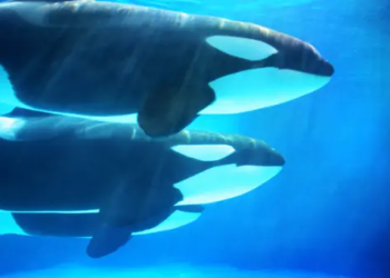 Santiment: ETH Tabanlı Altcoinin Balina Aktivitesi Rekor Kırdı