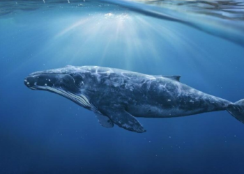 Kripto Balinaları XRP Fiyat Artışını Etkiliyor mu?