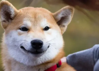 Shiba Inu Cephesinde Balinaların Yoğun Hareketliliği Bitmiyor