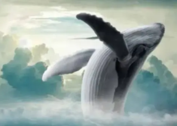 Shiba Inu Balinası Günlerdir Birikim Yapıyor