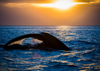 Veriler Gösteriyor, Kripto Balinaları İşte Bu Tokenleri Hedefliyor